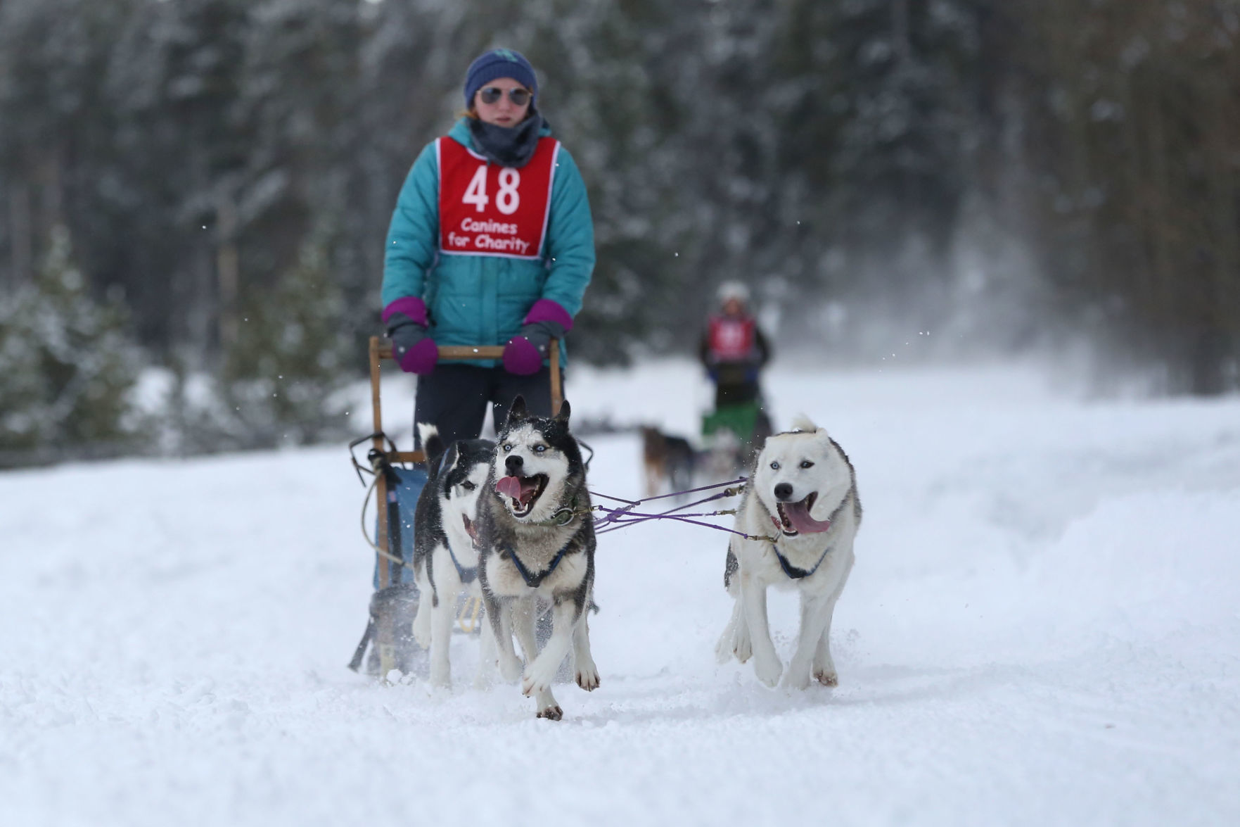 Sled Dog Race
